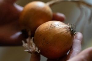 Ціни на цибулю впали до найнижчих позначок за останні 4 сезони