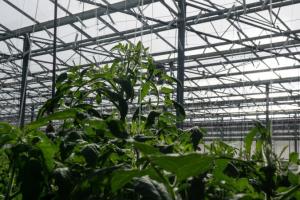 ФАО шукає постачальників теплиць для фермерів