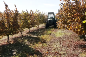 Фундуковий сад