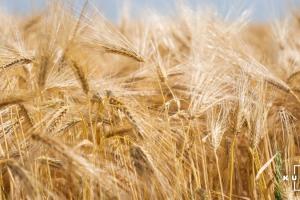 Завдяки осінній посівній компенсувати дефіцит жита Україна не зможе — Рибчинський