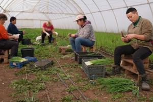 Фермер з Херсонщини втратив половину соняшника, господарство врятували овочі