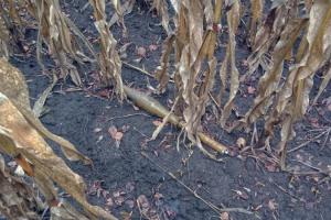 У листопаді середня вартість розмінування с/г земель становила 50 тисяч грн/га