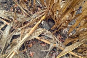 Господарство з Харківщини подало рекордну заявку на розмінування сільгоспземель 