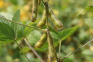 Європарламент відтермінував впровадження EUDR на рік