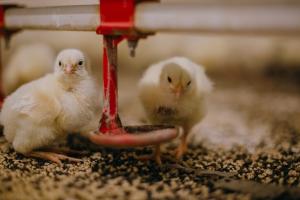 Понад 1,3 млн бройлерів на рік — на Львівщині будують нові пташники