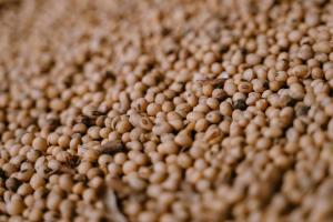 Від початку місяця ціни на сою впали на 600 грн/т