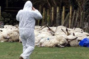 В Китаї фіксують спалахи ящура у рогатої худоби