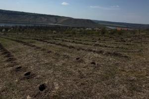 На Хмельниччині закладають екологічний виноградник