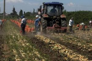 Збір цибулі у ФГ «Пан Білан»