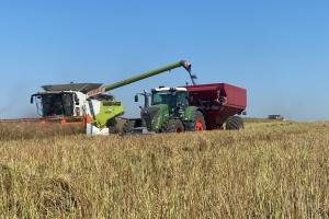 Кооперативи не можуть експортувати ріпак через відсутність функціоналу в ДАР