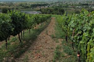 Виноградники KRITSKI WINERY