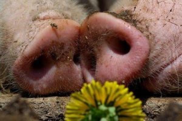 ФАО забезпечить селян східної України кормами для тварин