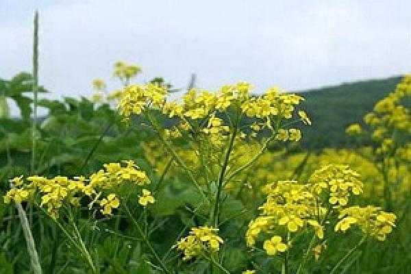 Аграрії Луганщини посіяли нетрадиційні для галузі культури