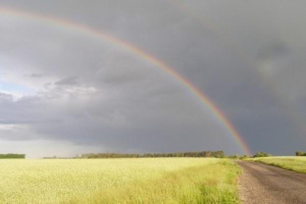 Через дощі аграрії Запорізької області припинили жнива