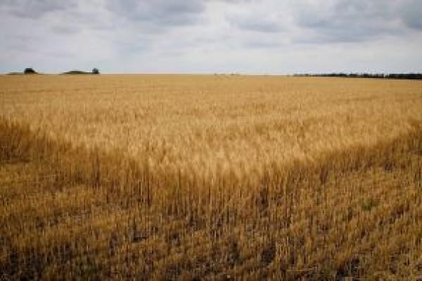 Аграрії Дніпропетровщини намолотили 1 млн т зерна