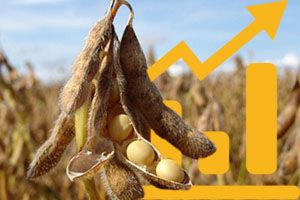 Експорт сої виріс на 13%
