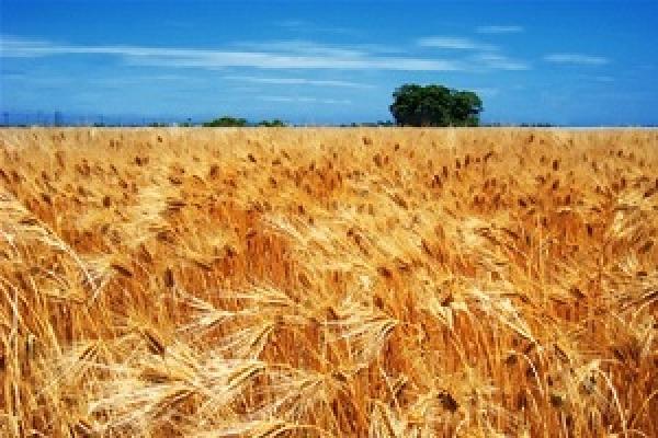 Мінагропрод розраховує зібрати урожай на Донеччині