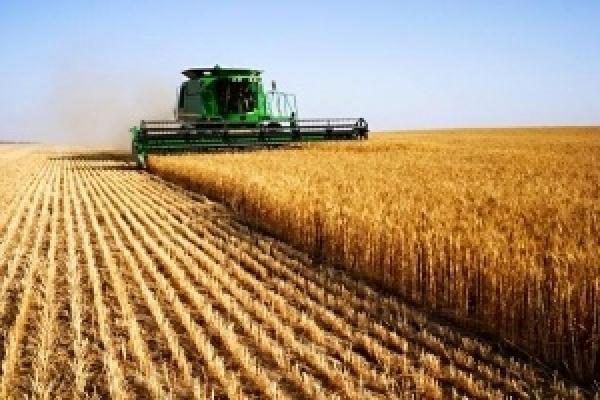 Виробництво продукції рослинництва на Миколаїнщині знизилось на 70%