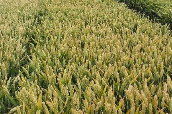 Протруйники Щьолково Агрохім показали високу продуктивність