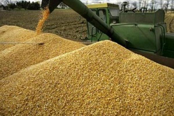 Дощі зменшують рентабельність виробникам кукурудзи