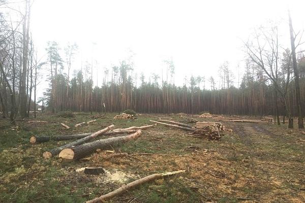 На Житомирщині держслужбовець продає природні ресурси