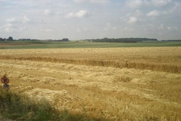 Збиральні площі жита досягли мінімуму