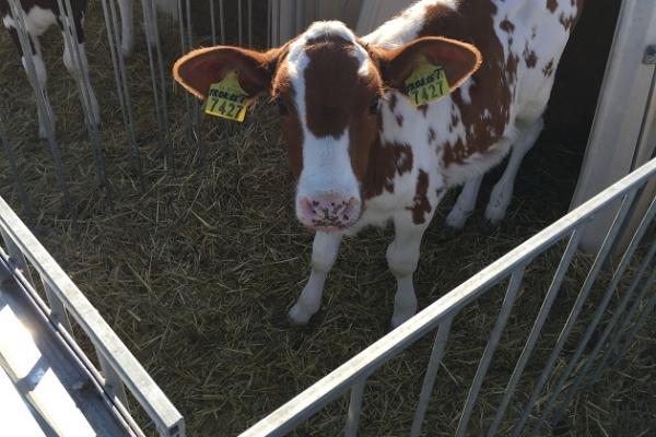 Ціни на молочну продукцію продовжують рости