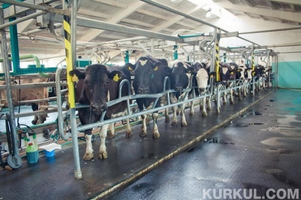Після вступу до ЄС Польща відновила продуктивність молочних ферм