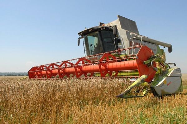 Цього року ПП «Росава-Агро» посіяло ярий ячмінь на площі 190 га