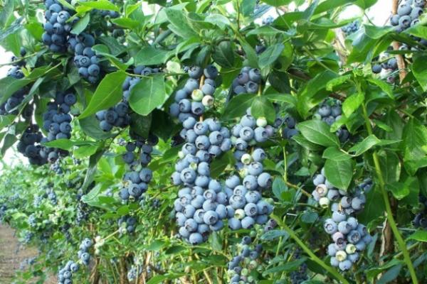 Наразі ціна на лохину сягає 190 грн/кг