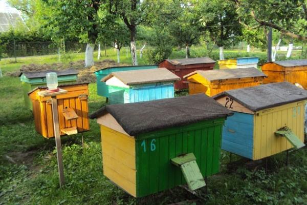 Цього року на Черкащині мала місце загибель бджіл в Уманському районі