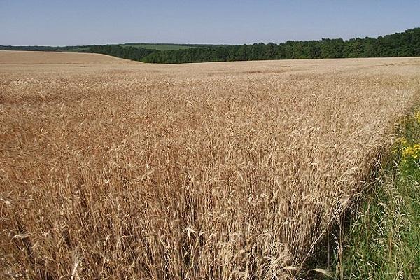 На Житомирщині власники земельних паїв отримали 480 млн грн орендної плати