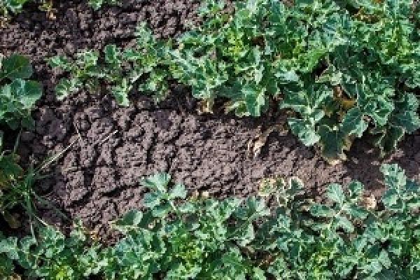 Очікується, що валовий збір озимого і ярого ріпаку виросте на 54%