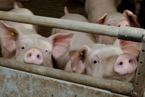 В Україні зафіксовано нові випадки АЧС 