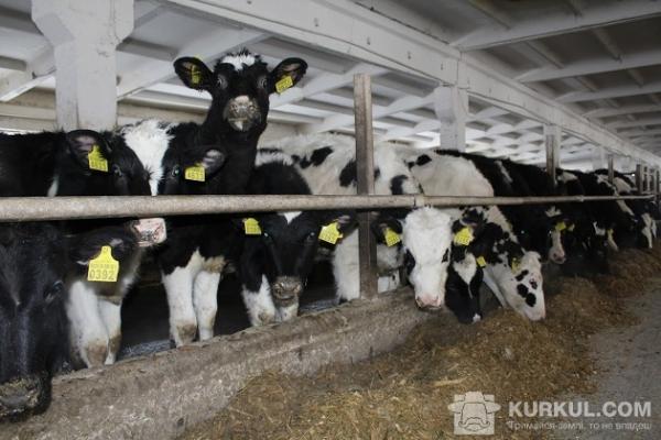 Поголів'я ВРХ падатиме орієнтовно на 15−25%