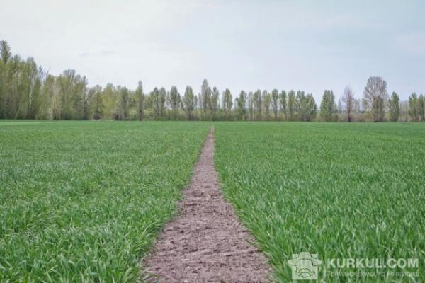 Після запуску реального ринку, землю перепродадуть уже за високими цінами
