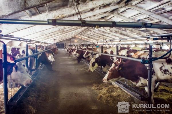 Два сільгосппідприємства у Токматському районі отримали статус племінних репродукторів