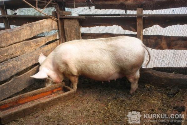 У Миколаївській і Херсонській областях зафіксували спалахи захворювання АЧС