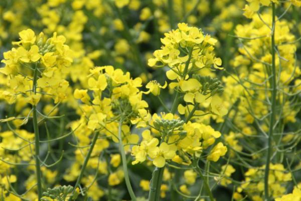 У 2017 р. прогнозується збільшення обсягів виробництва ріпаку в 2,1 рази - за рахунок збільшення вдвічі площ посіву
