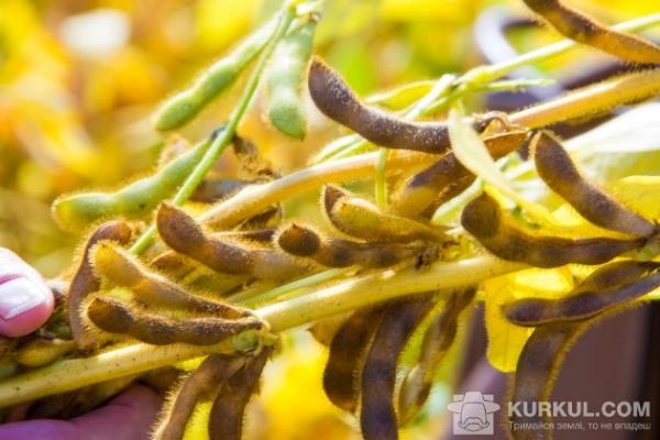 За розрахунками науковців, соя здатна сформувати урожай до 150 ц/га