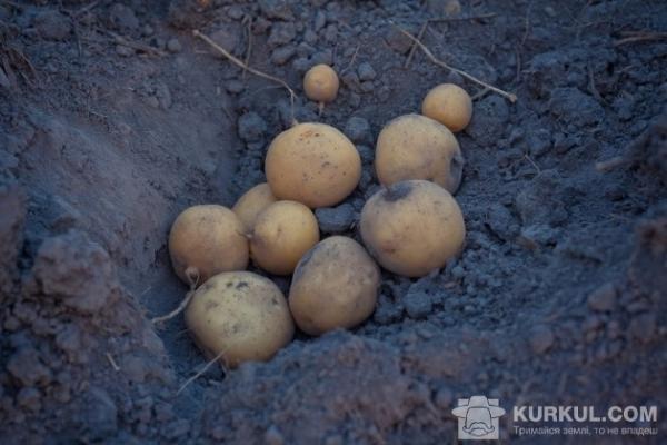 ФАО допомагає з посівною жителям східних регіонів України