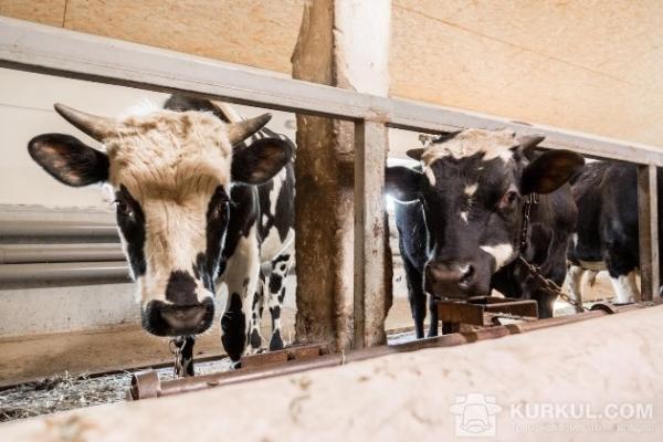 Господарствами області за перший квартал 2017 р. реалізовано на забій 107 тис. т худоби та птиці