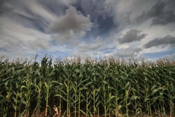 Аграрії переконані, що компанія Syngenta свідомо вводила їх в оману