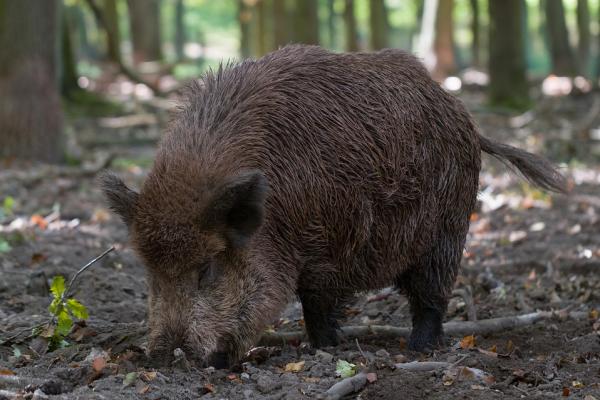 Хворобу виявили серед диких кабанів у районі Дьйондьйош