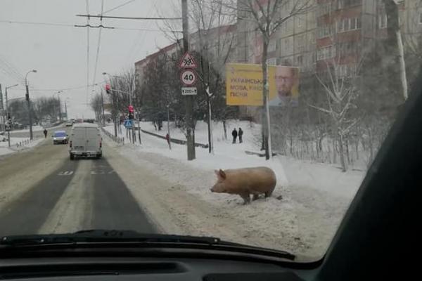 Свиня на вулиці міста Рівне