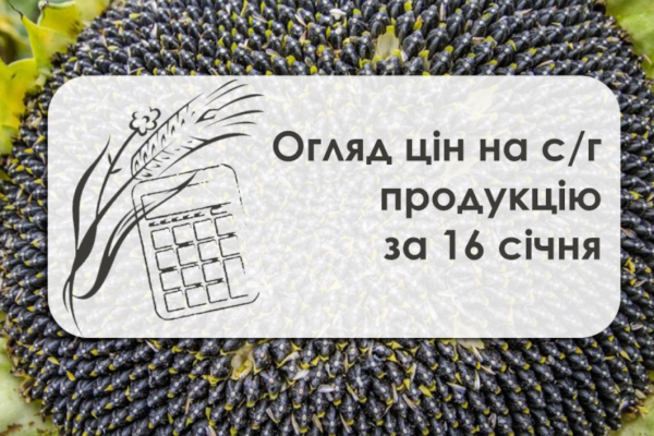 Ціна на пшеницю стабільно росте — огляд цін на с/г продукцію станом на 16 січня