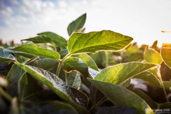 BASF презентував новинки для сої та зернових під час щорічної зимової конференції