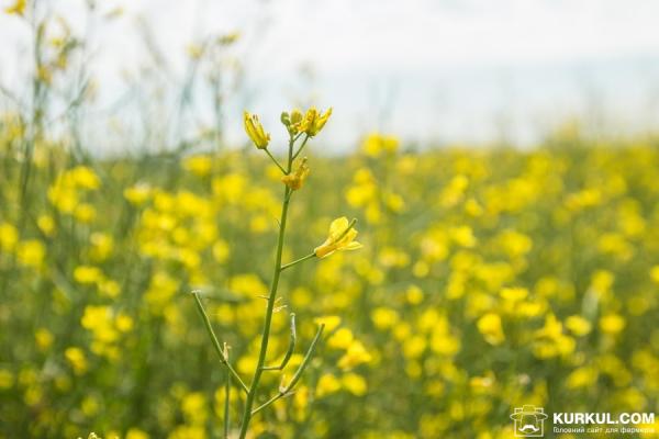 Експерти ЄС прогнозують найнижчий урожай ріпаку за останні 13 років
