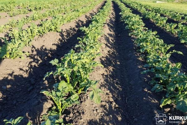 Українці споживають лише 95 кг картоплі в рік