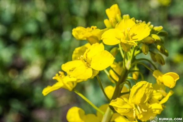 В Україні розпочали посів озимого ріпаку